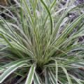 Carex oshimensis 'Everest' (Sedge)
