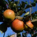 Malus domestica 'James Grieve' (Dessert/Cooking Apple) [3]