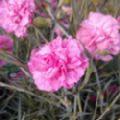 Dianthus 'Valda Wyatt' (Pink)