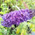 Buddleja davidii 'Empire Blue' (Butterfly Bush)
