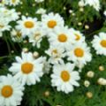 Argyranthemum frutescens (Marguerite)