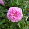 Rosa 'Harlow Carr' (English Rose)