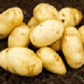 Potato 'Aaron Pilot' (First Earlies)