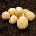 Potato 'Pentland Javelin' (First Earlies)