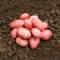 Potato 'Desiree' (Maincrop)