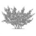 Geranium pratense 'Mrs Kendall Clark' (Meadow Cranesbill)