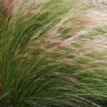 Stipa tenuissima 'Pony Tails' (Mexican Feather Grass)