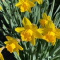 Narcissus 'California' (Daffodil)