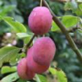 Prunus domestica 'Victoria' (Plum)