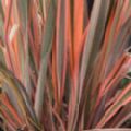 Phormium tenax 'Sundowner' (New Zealand Flax)