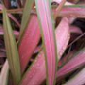Phormium 'Jester' (New Zealand Flax)
