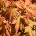 Acer palmatum 'Orange Dream' (Japanese Maple)