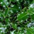 Ilex aquifolium (Common Holly)