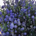 Ceanothus 'Italian Skies' (Californian Lilac)