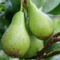 Pyrus communis 'Conference' (Pear)