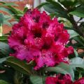 Rhododendron 'Marie Fortier'