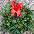 Christmas Holly Wreath 10 Inch With Bow