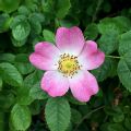 Rosa rubiginosa (Eglantine)