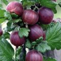Ribes uva-crispa 'Hinnonmaki Red' (Gooseberry)