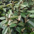 Elaeagnus x ebbingei (Silverberry)