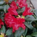 Rhododendron 'Elisabeth Hobbie' (Dwarf Rhododendron)